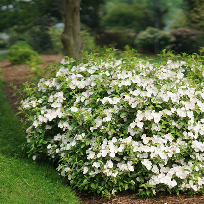 Fairytrail Bride® Cascade Hydrangea
