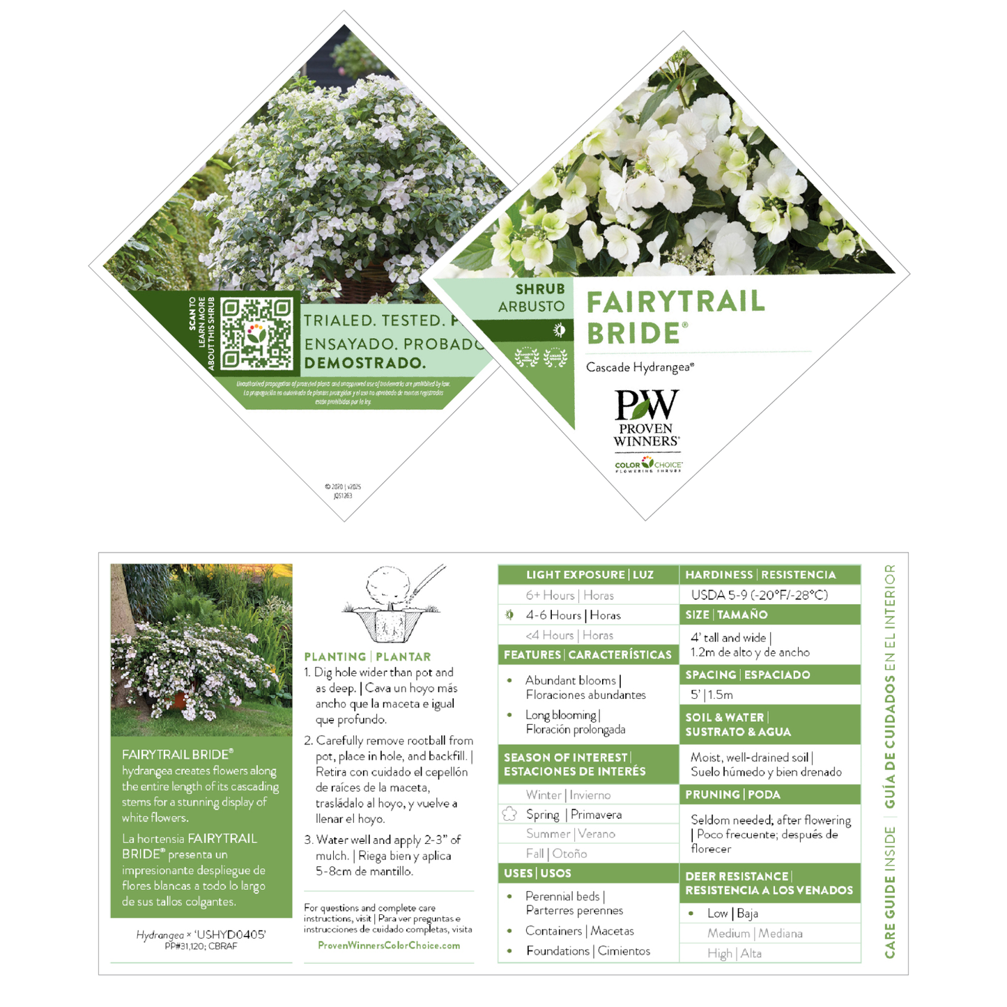 Fairytrail Bride® Cascade Hydrangea