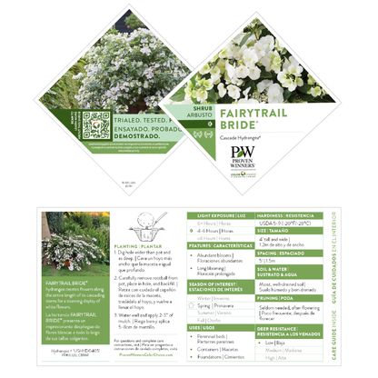 Fairytrail Bride® Cascade Hydrangea