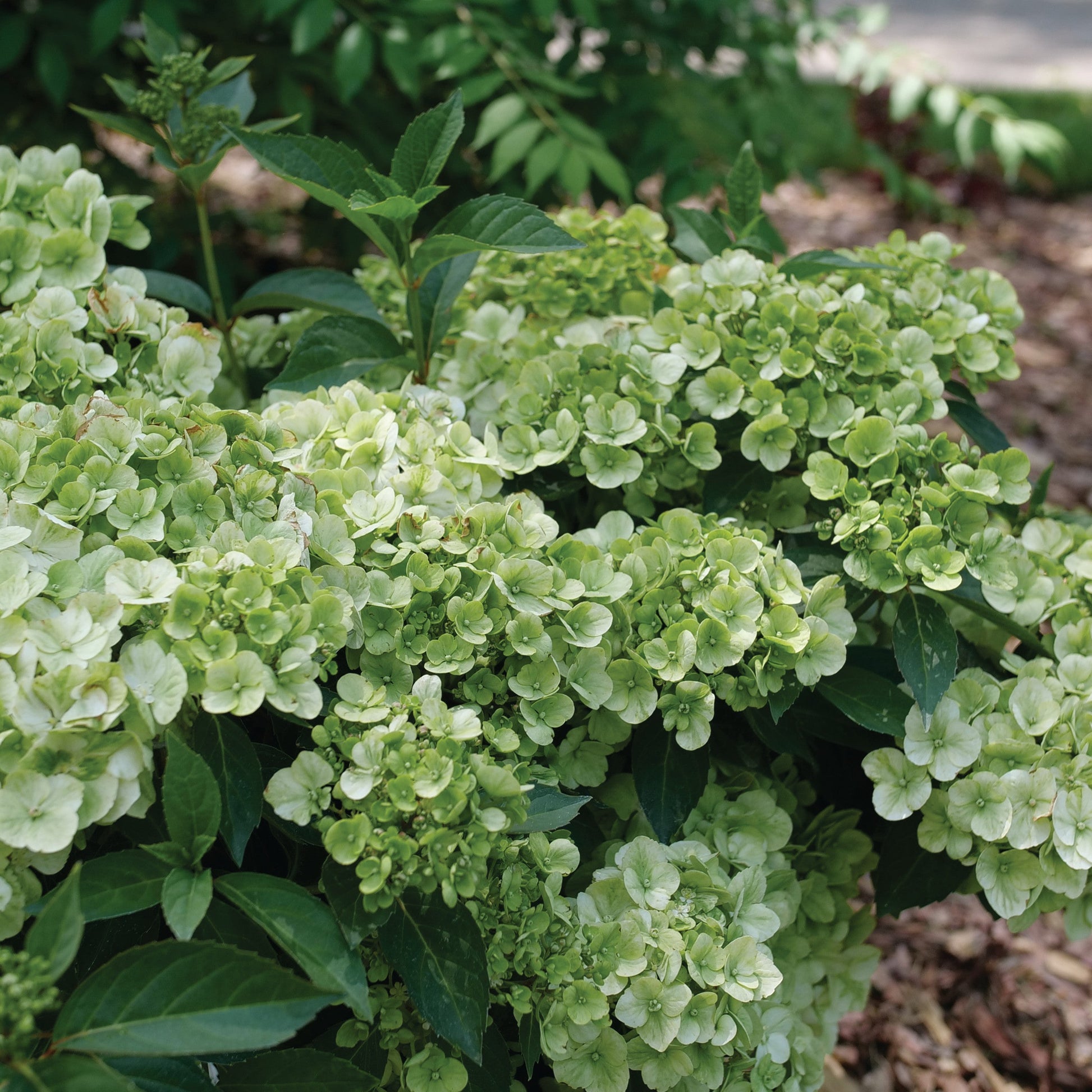 Fairytrail Green Cascade Hydrangea up close.