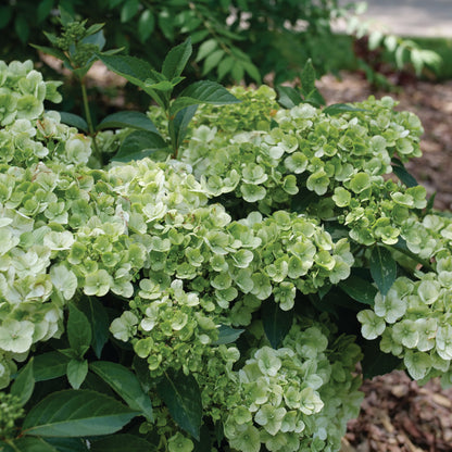 Fairytrail Green Cascade Hydrangea up close.