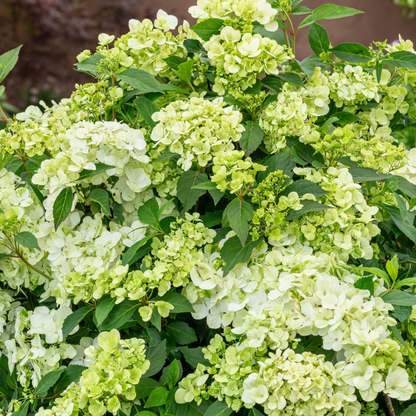 Fairytrail® Green Cascade Hydrangea