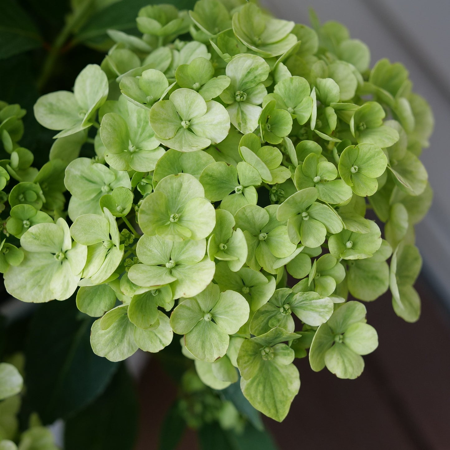 Fairytrail Green Cascade Hydrangea up close.