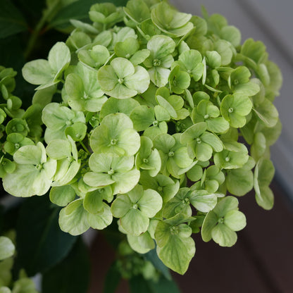 Fairytrail Green Cascade Hydrangea up close.