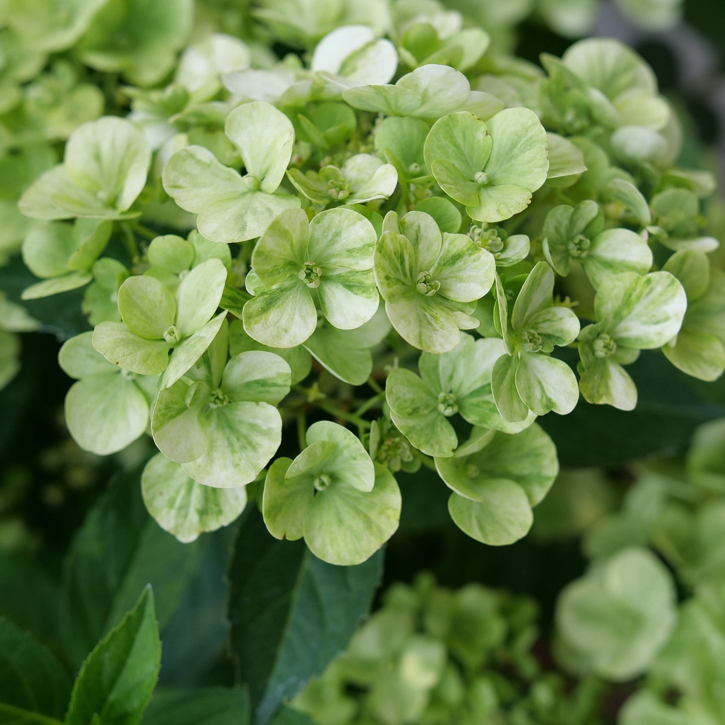 Fairytrail Green Cascade Hydrangea up close.