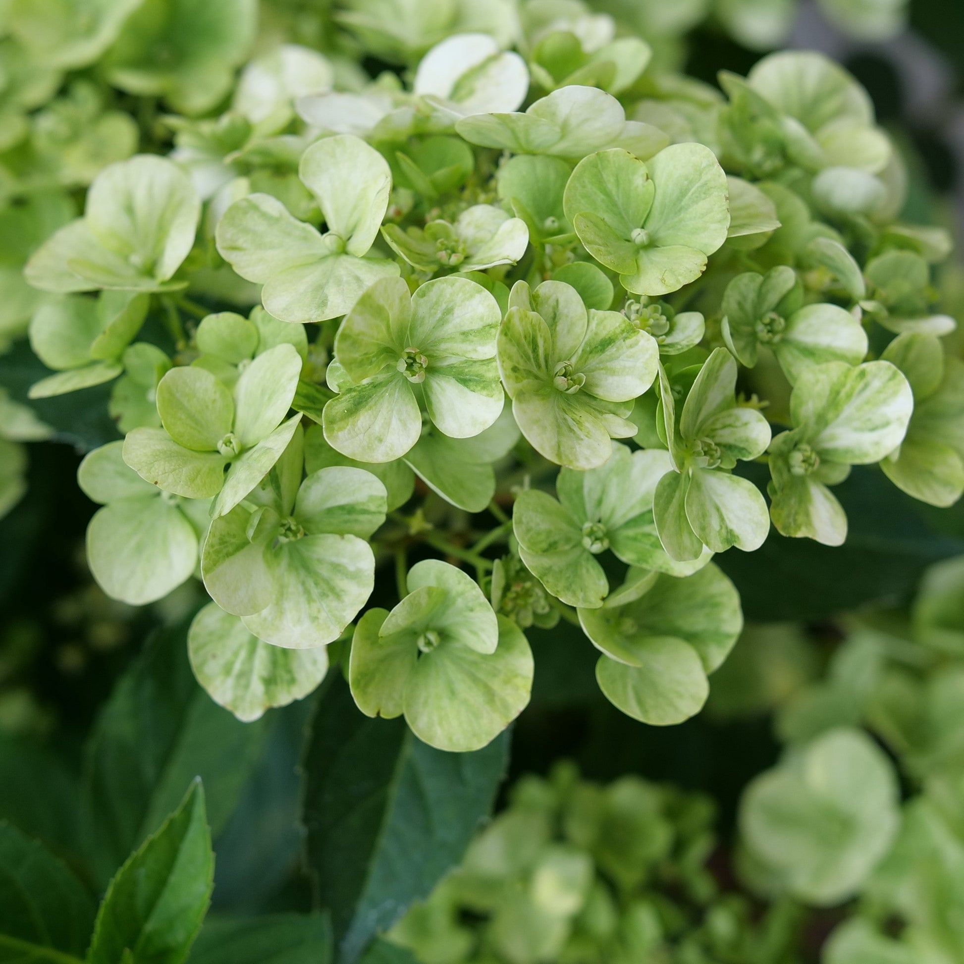 Fairytrail Green Cascade Hydrangea up close.