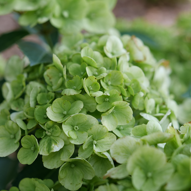 Fairytrail Green Fairytrail Green Cascade Hydrangea up close.
