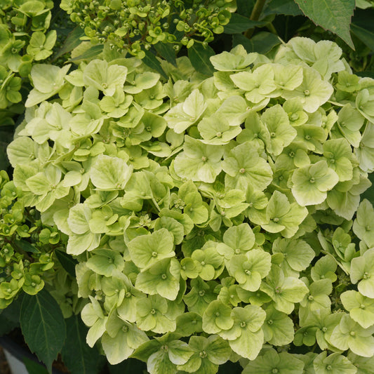 Fairytrail Green Cascade Hydrangea up close.