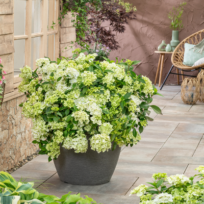Fairytrail® Green Cascade Hydrangea