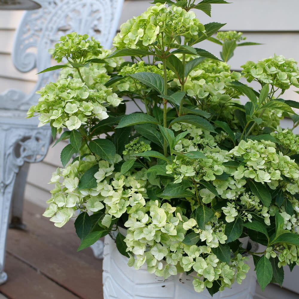 Fairytrail Green Fairytrail Green Cascade Hydrangea in use.