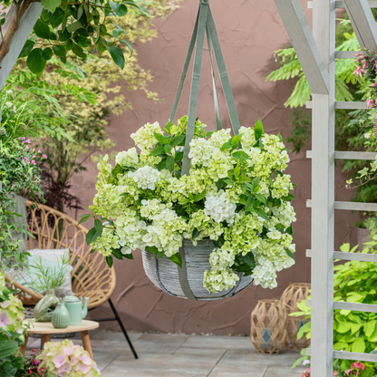 Fairytrail® Green Cascade Hydrangea