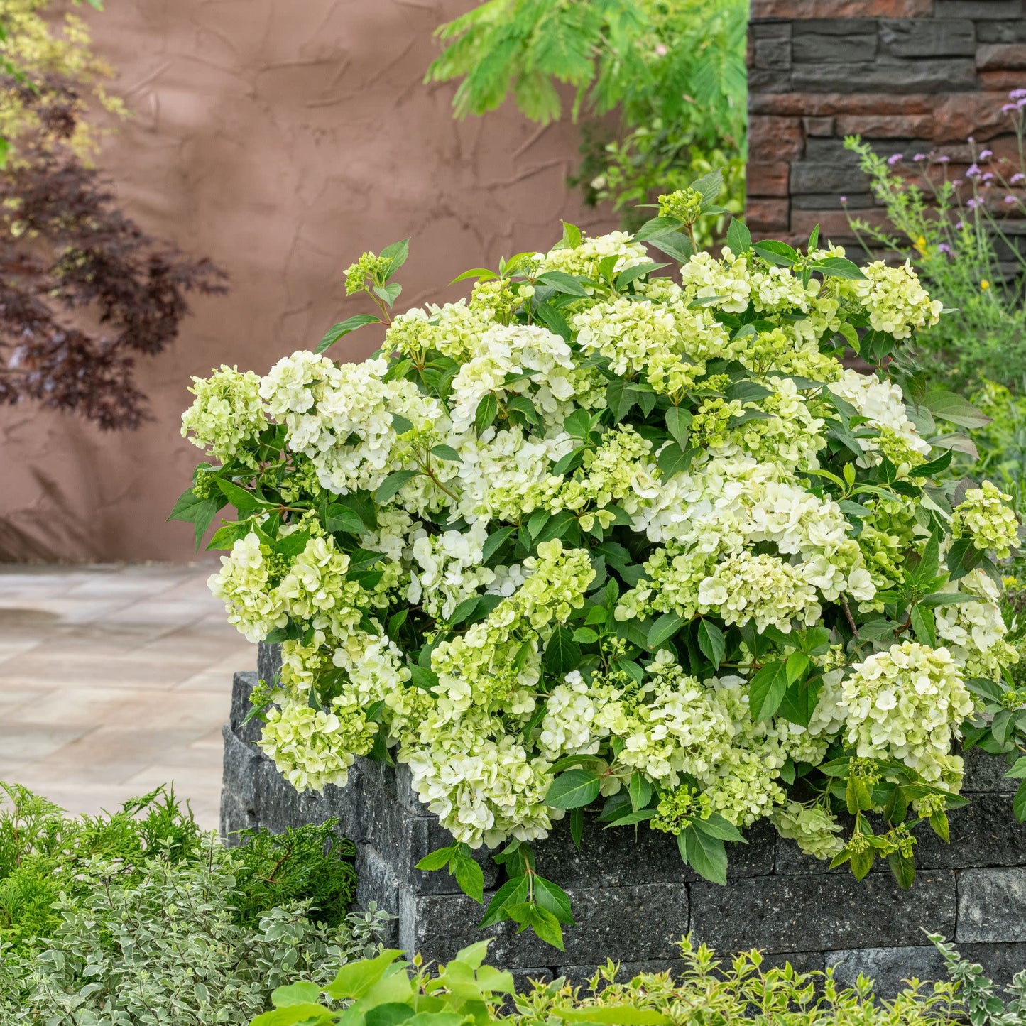 Fairytrail® Green Cascade Hydrangea