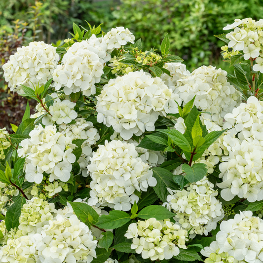 Fairytrail® White Cascade Hydrangea