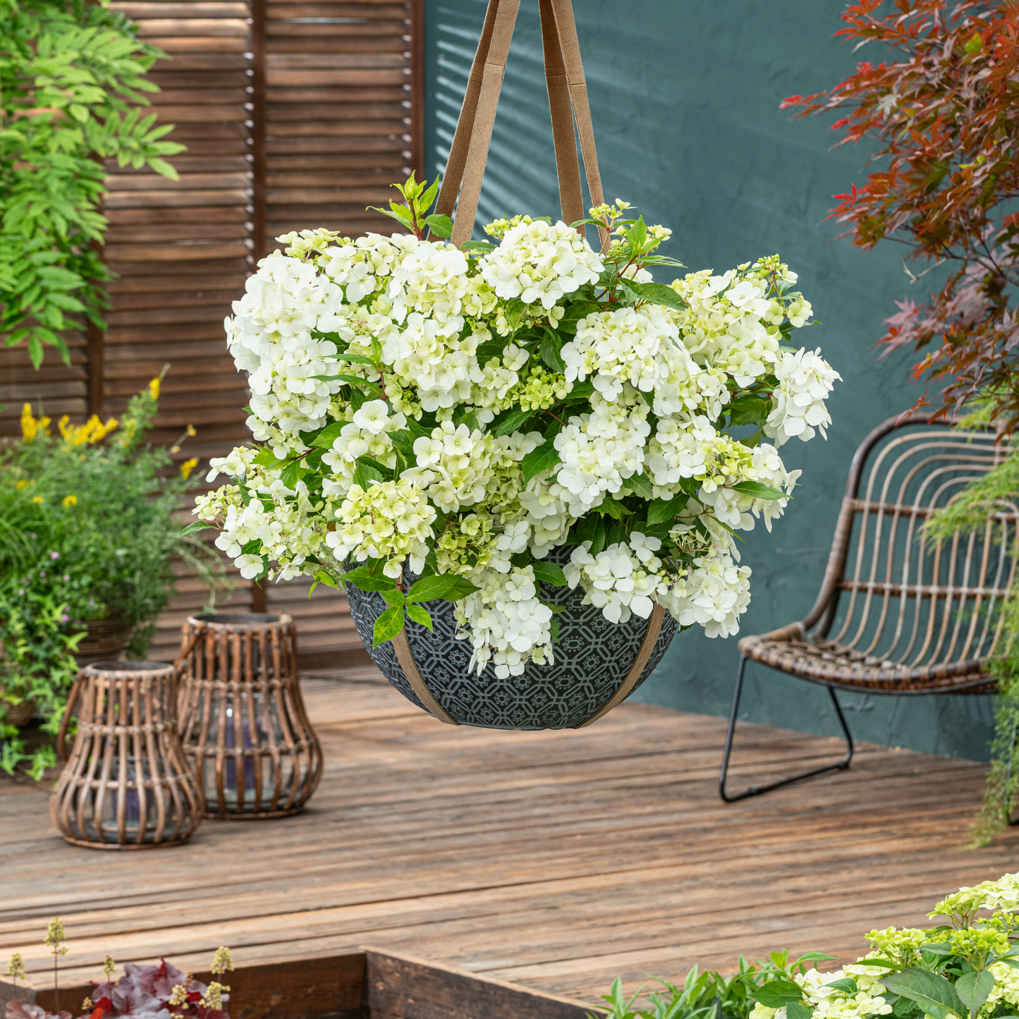 Fairytrail® White Cascade Hydrangea
