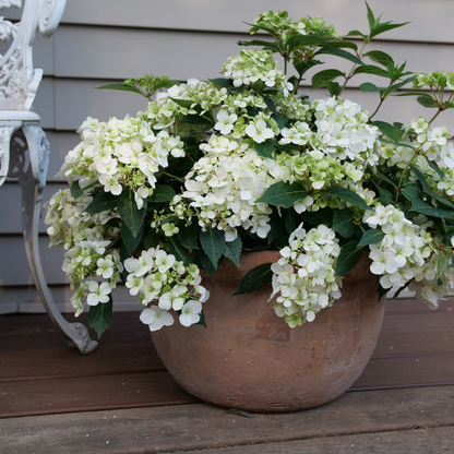 Fairytrail® White Cascade Hydrangea