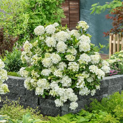 Fairytrail® White Cascade Hydrangea