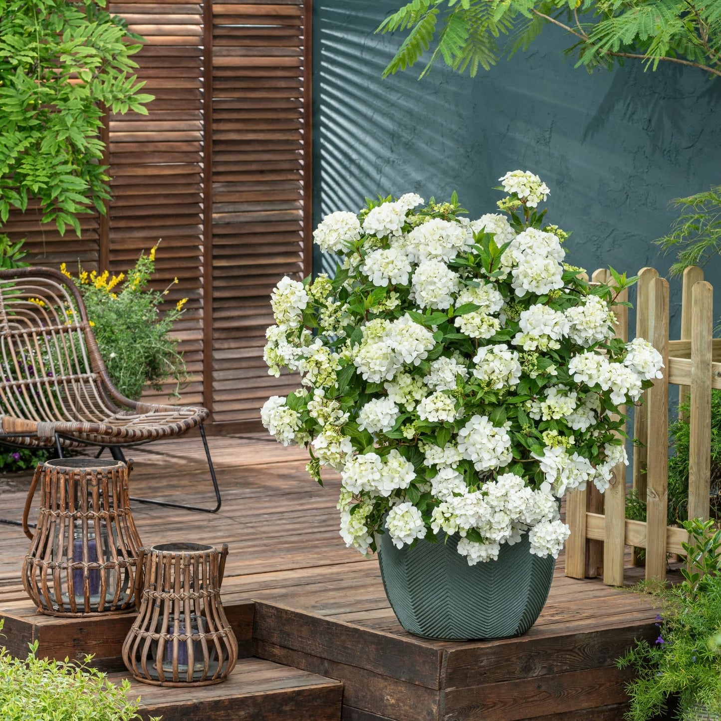 Fairytrail® White Cascade Hydrangea