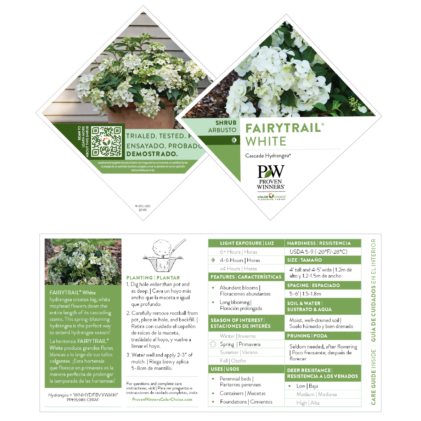 Fairytrail® White Cascade Hydrangea
