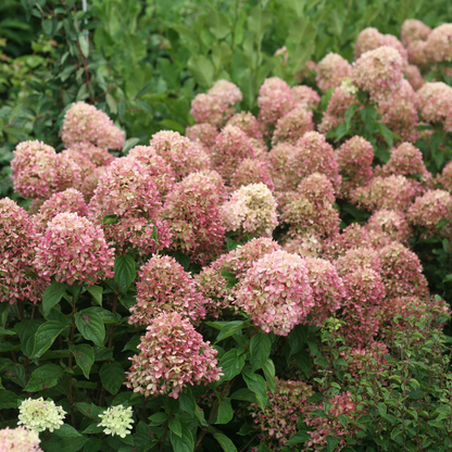 Little Lime® Panicle Hydrangea (paniculata)