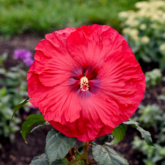 Summerific® 'Valentine's Crush' Rose Mallow (Hibiscus hybrid)