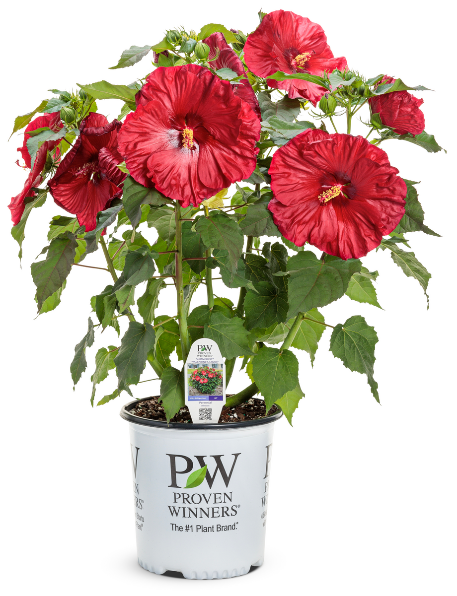Summerific® 'Valentine's Crush' Rose Mallow (Hibiscus hybrid)