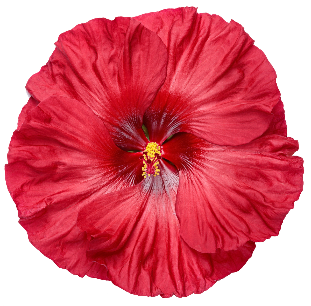 Summerific® 'Valentine's Crush' Rose Mallow (Hibiscus hybrid)
