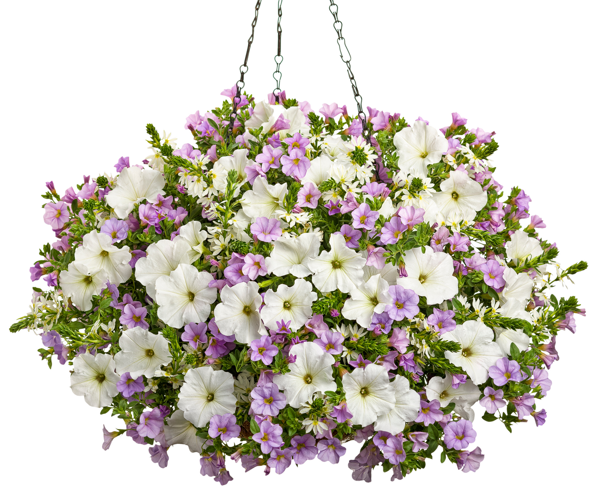 Superbells® Miss Lilac (Calibrachoa hybrid)