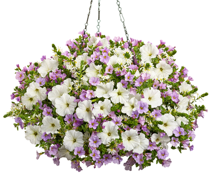 Superbells® Miss Lilac (Calibrachoa hybrid)