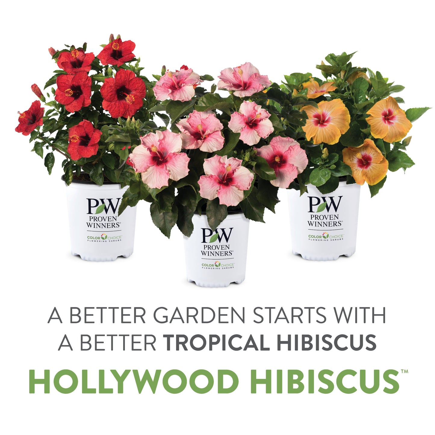 Hollywood Hibiscus® First Lady™ Tropical Hibiscus (Hibiscus Rosa-sinensis)