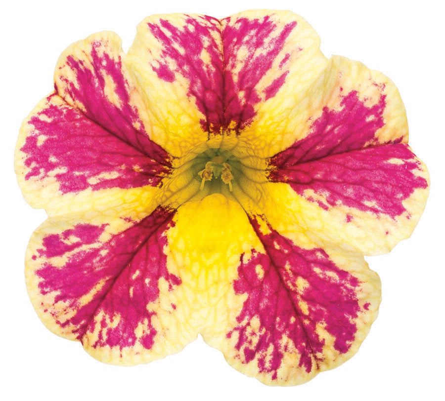 Superbells® Holy Moly!® (Calibrachoa hybrid)