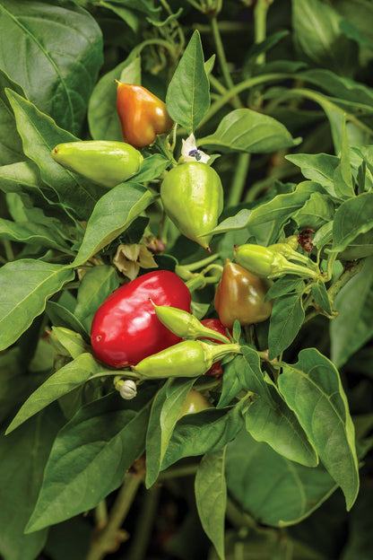 Seeds Fire Away® 'Hot and Heavy' Hot Pepper (Capsicum)