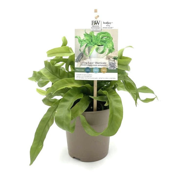 Living Lace® Hurricane - Bird's Nest Fern (Asplenium antiquum)