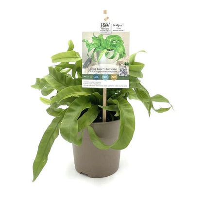 Living Lace® Hurricane - Bird's Nest Fern (Asplenium antiquum)