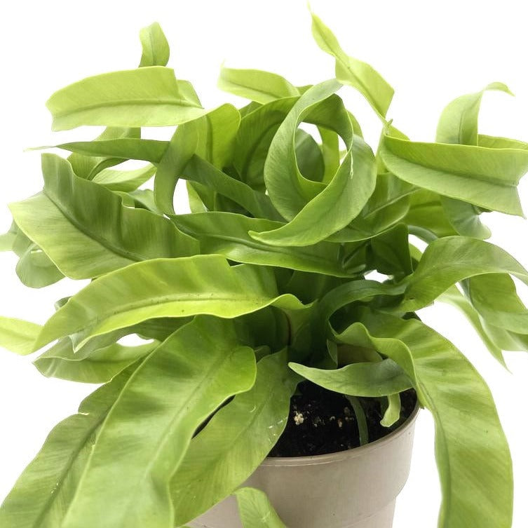 Living Lace® Hurricane - Bird's Nest Fern (Asplenium antiquum)