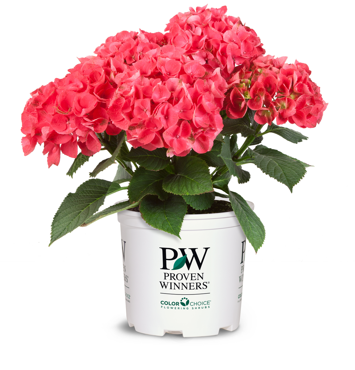 Cityline® Paris Bigleaf Hydrangea (Macrophylla)
