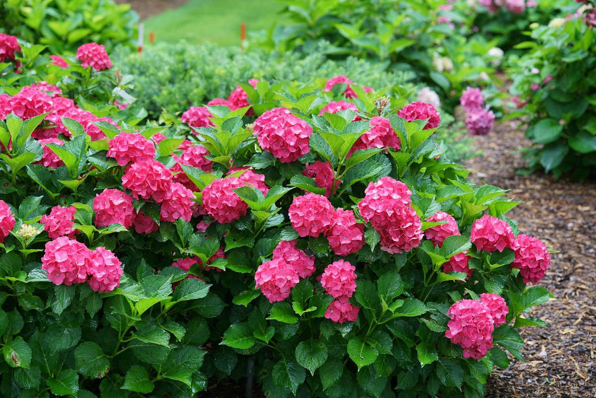 Cityline® Paris Bigleaf Hydrangea (Macrophylla)