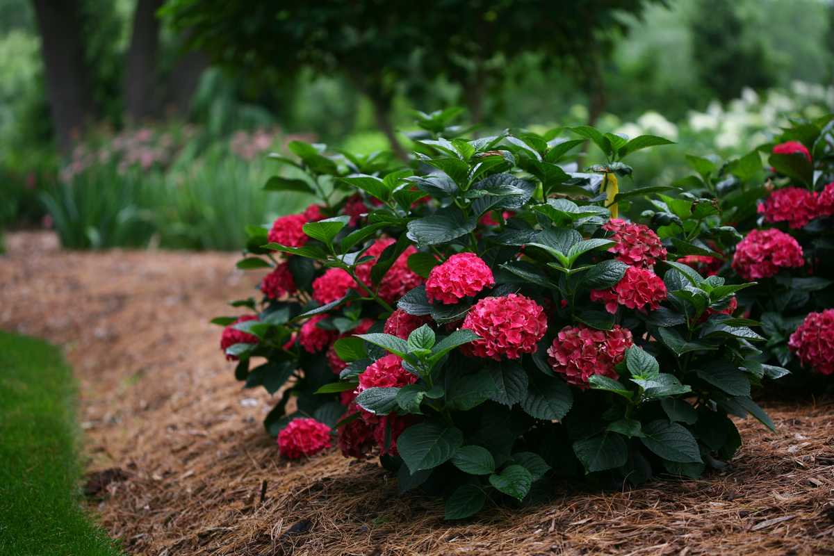 Cityline® Paris Bigleaf Hydrangea (Macrophylla)