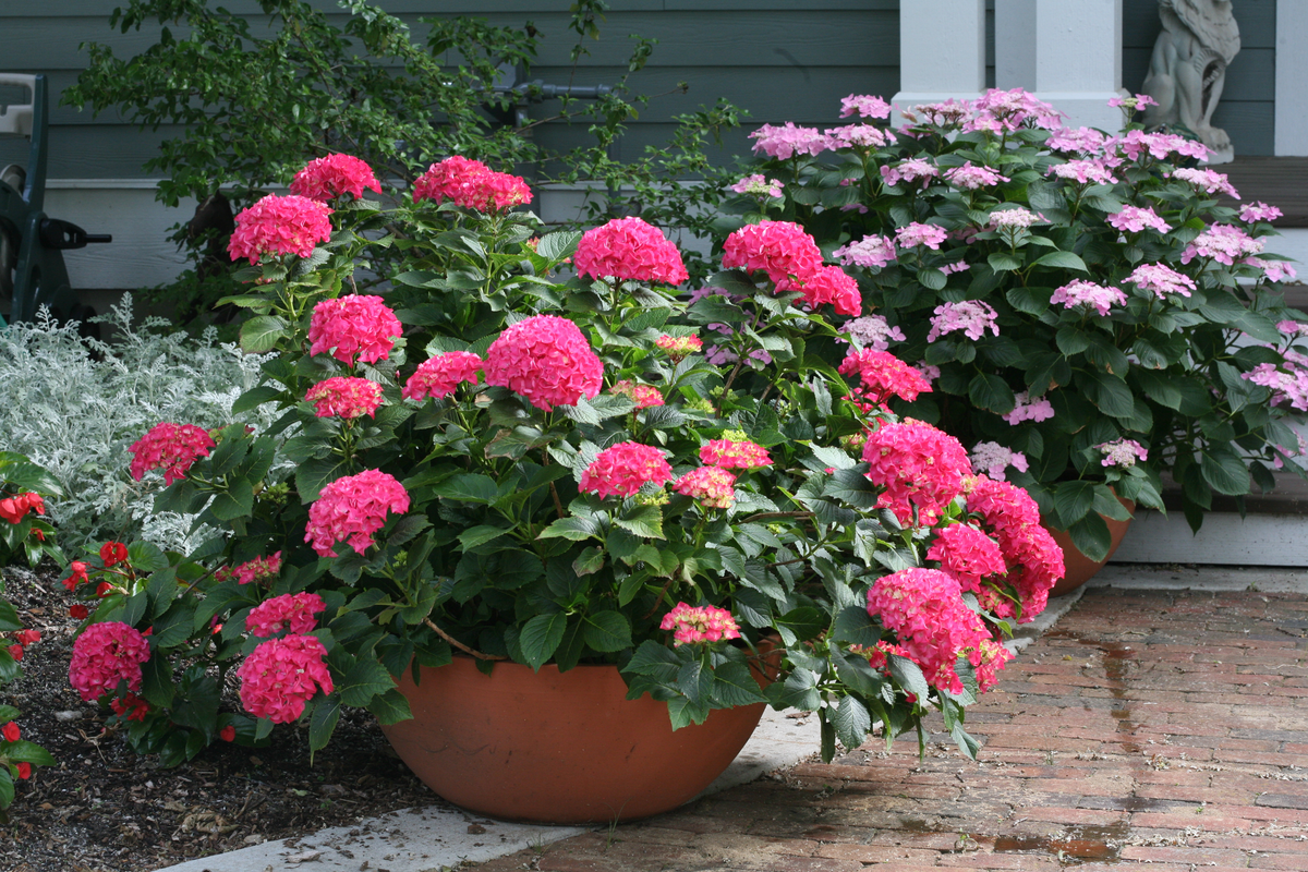 Cityline® Paris Bigleaf Hydrangea (Macrophylla)