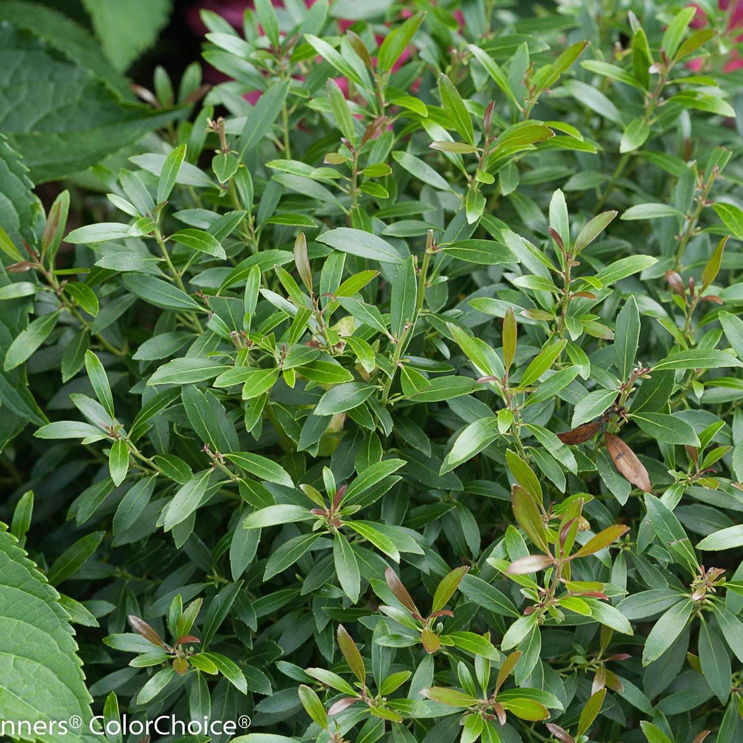 Inkberry holly | Gem Box® | Proven Winners® Shrubs – Proven