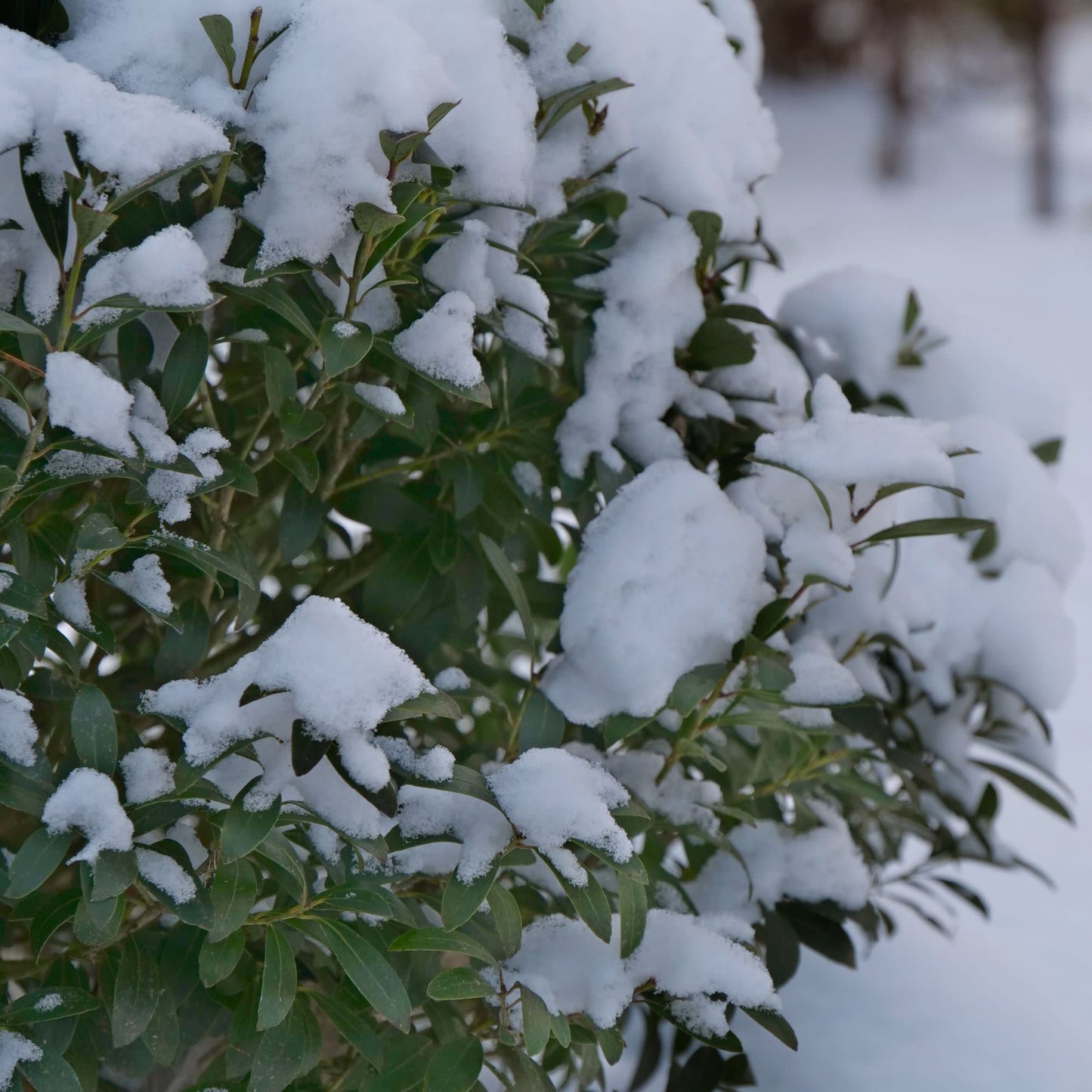 Strongbox® Inkberry Holly (Ilex glabra)