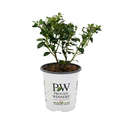 Strongbox® Inkberry Holly (Ilex glabra)