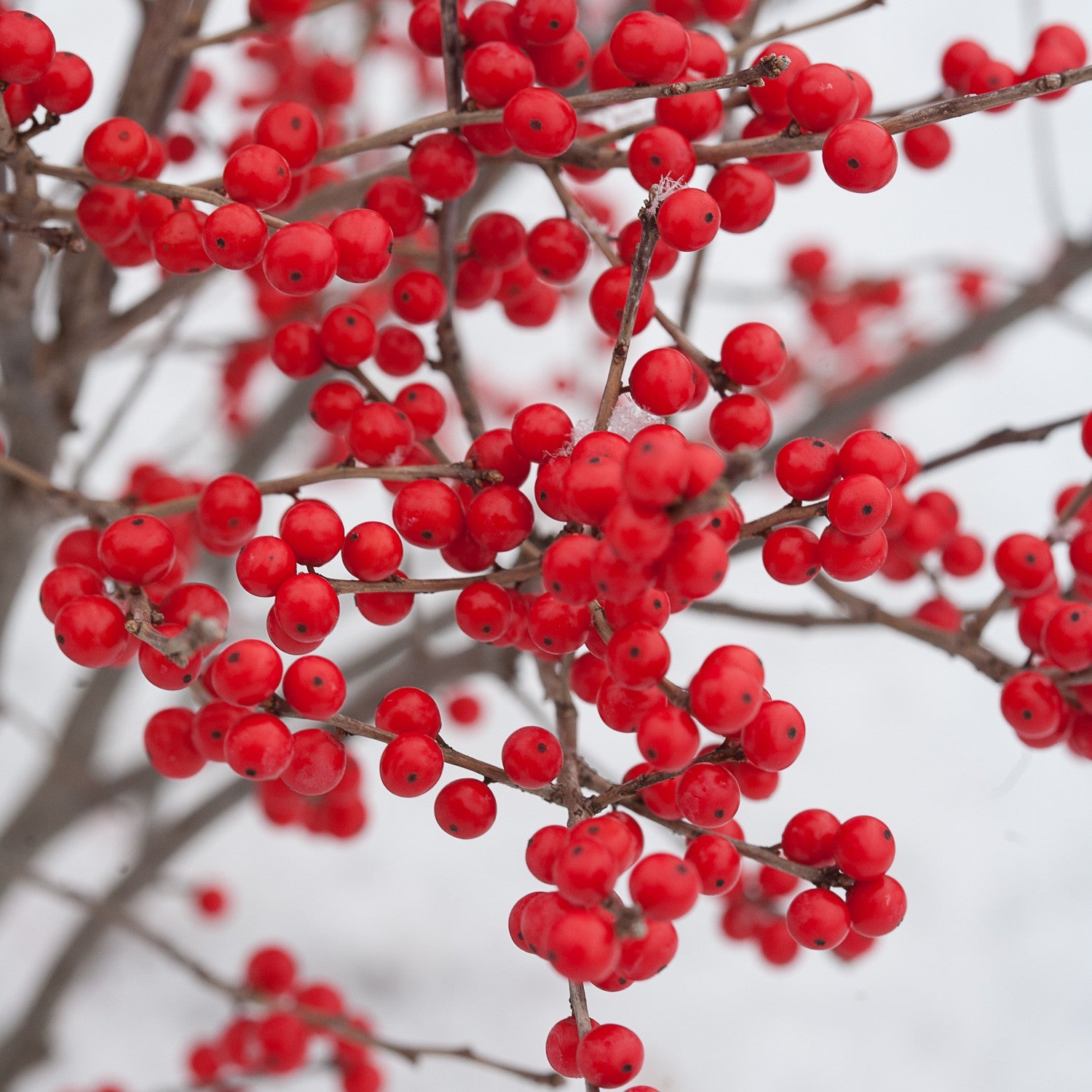 Berry Poppins Winterberry up close.