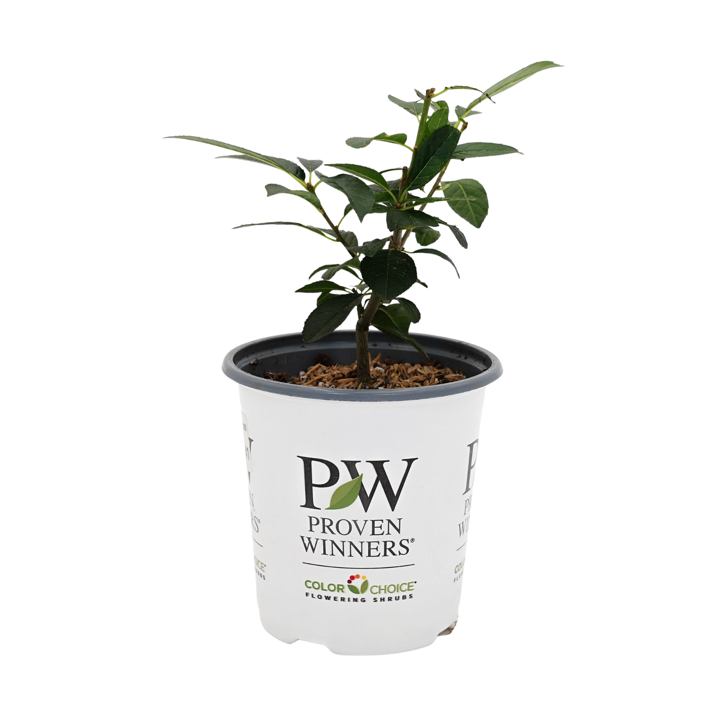 Berry Poppins® Winterberry (Ilex	verticillata)