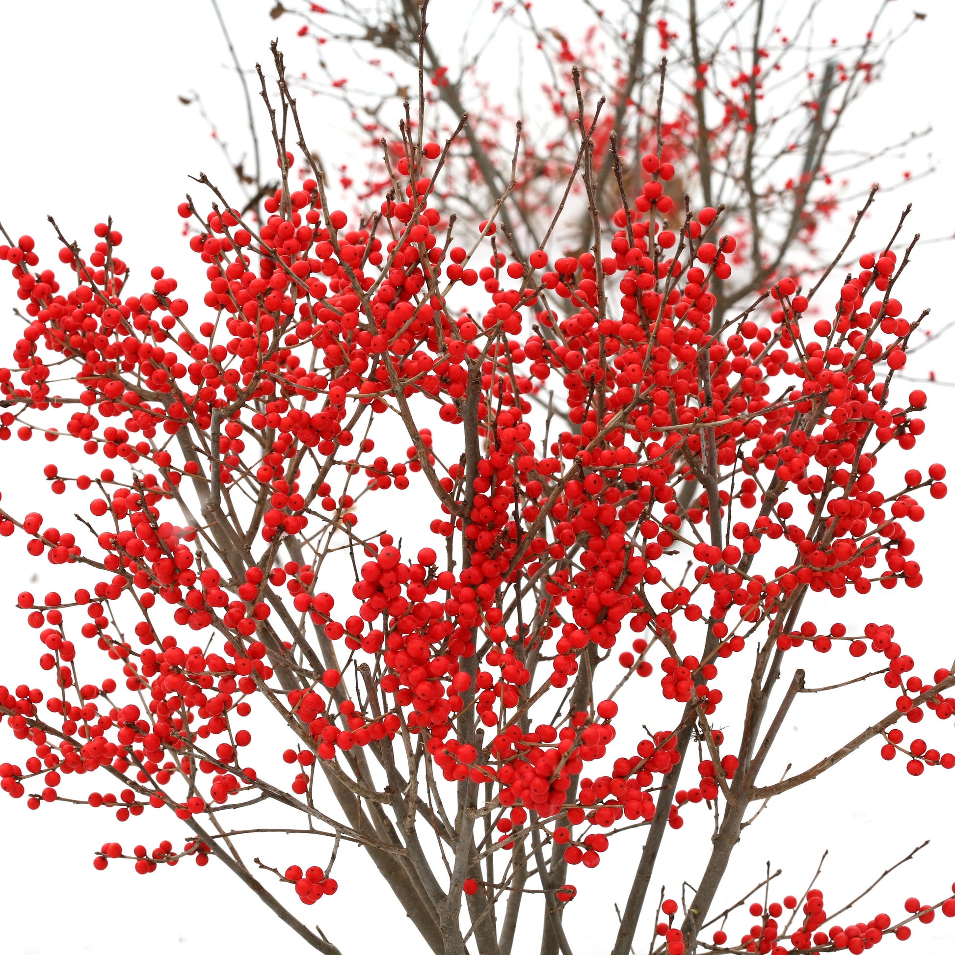 Berry Poppins Winterberry in focus.