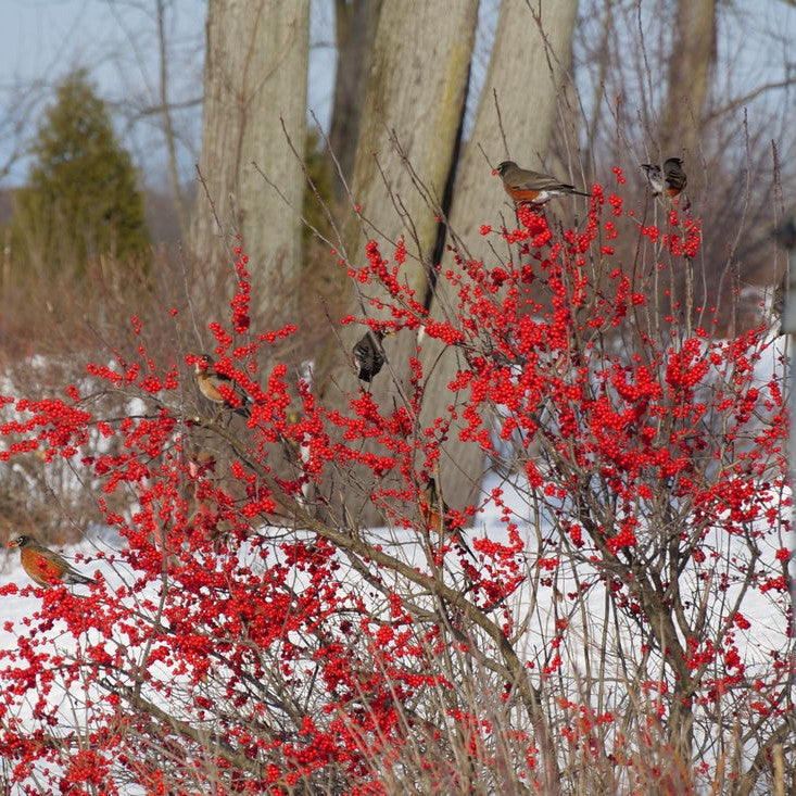 Berry Poppins Berry Poppins Winterberry in focus.
