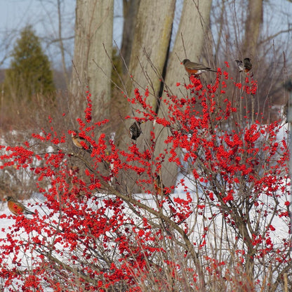 Berry Poppins Berry Poppins Winterberry in focus.