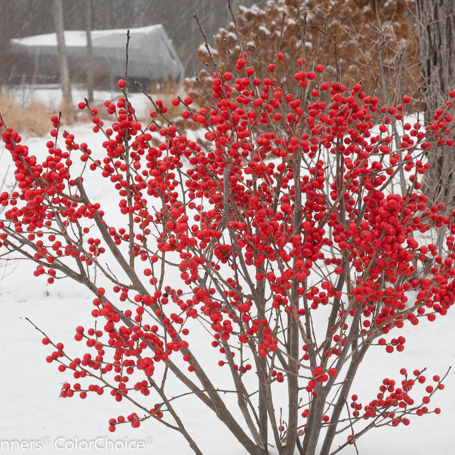 Berry Poppins Winterberry in use.
