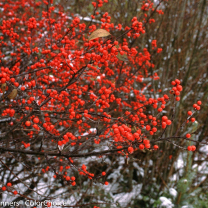 Berry Heavy Berry Heavy Winterberry in focus.