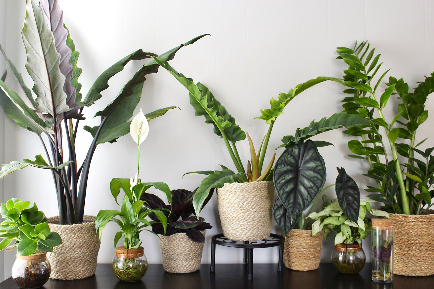 Prismacolor™ Gloriosum Creeping Philodendron (Philodendron gloriosum)