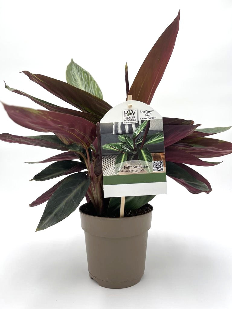 Socialite™ Stripestar (Stromanthe sanguinea)